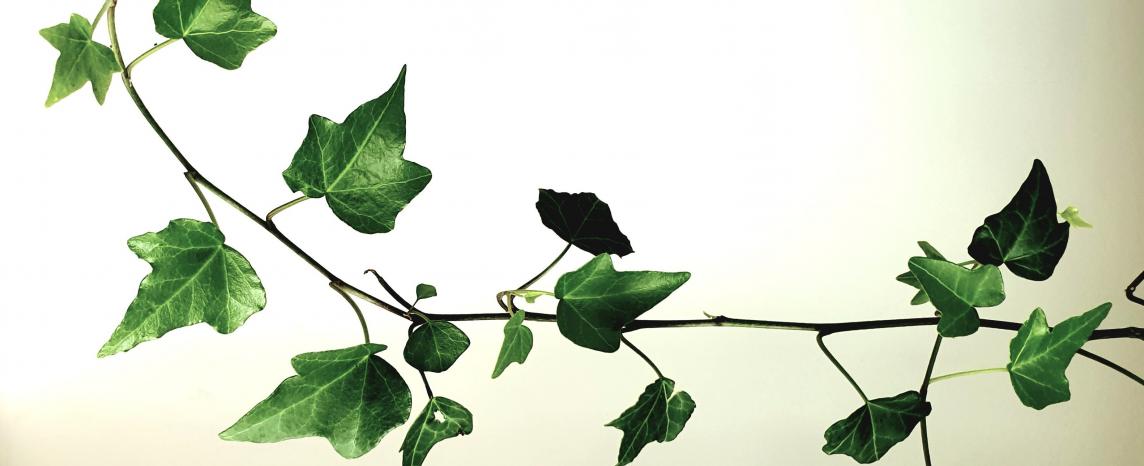 plantes d'intérieur